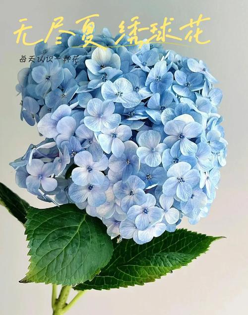 一夏之花官方网站:游戏下载及最新资讯都在这里