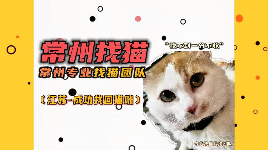 寻找疯猫版本大全?这里有你想要的!