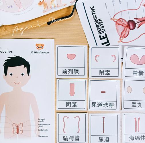 如何找到生殖活動学院下载地址?最新正版获取攻略