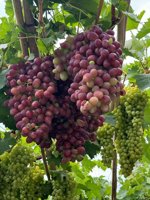 葡萄成熟时版本大全都有哪些?(完整集合一网打尽)