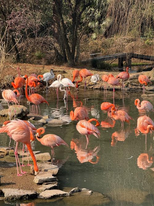蓝宝石野生动物园新地址怎么去?(方便交通路线推荐!)
