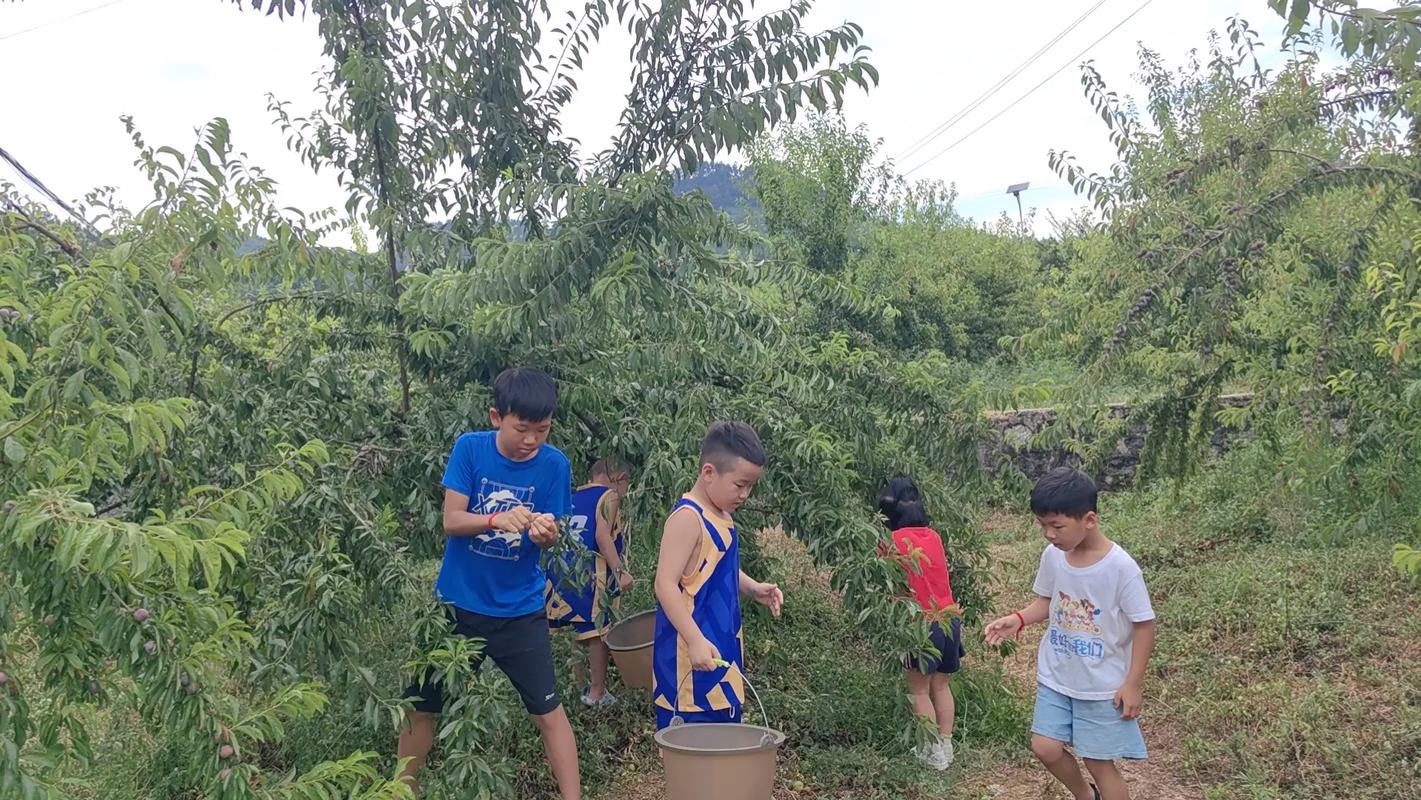 乡村生活的快乐暑假安卓版,哪里可以下载到?