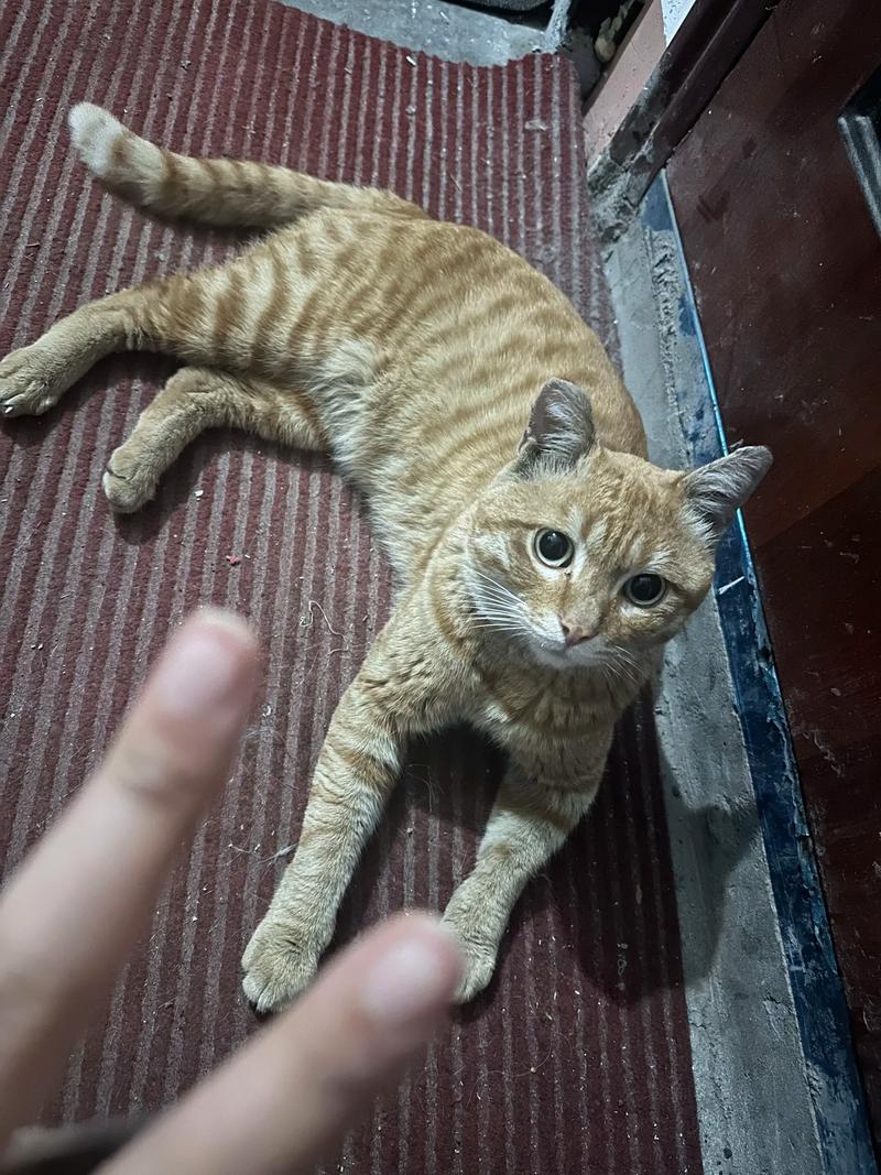 野猫更新地址免费还是收费?了解真实情况不迷路!