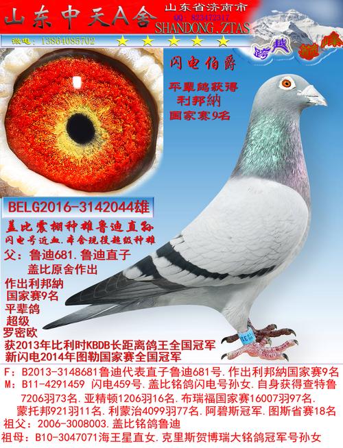 鲁迪版本大全怎么选?专家教你选对版本!